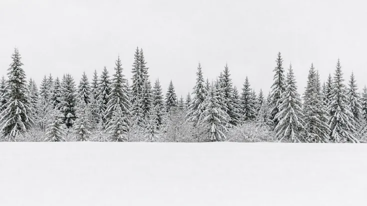 A screen of snow-covered firs at the edge of a white field, under a milky sky.