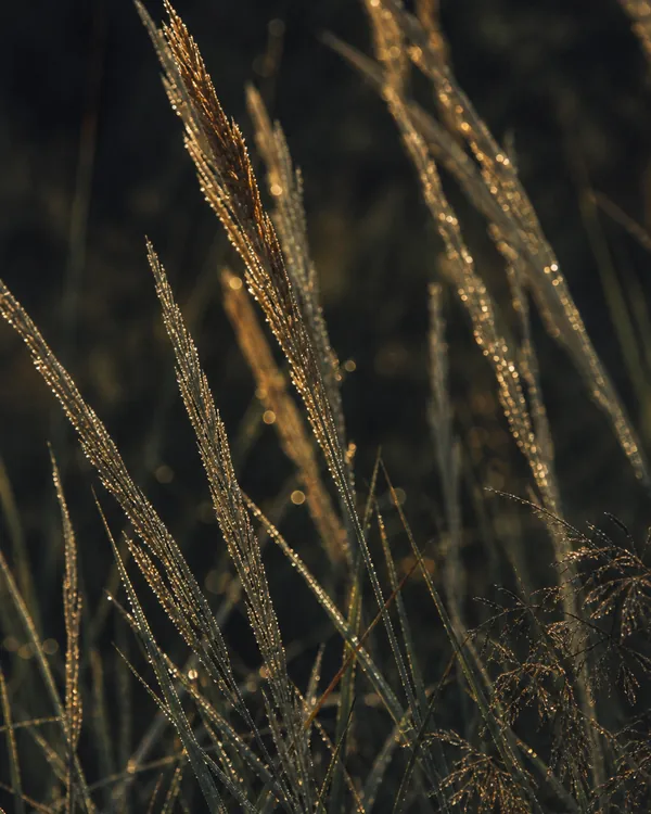 Tall grasses beaded with dew, backlit in gold against a dark green background.