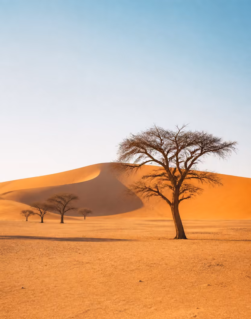Desert landscape with scattered trees and large sand dunes under a clear blue sky.