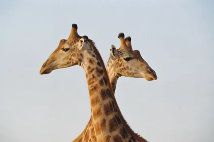 Two giraffes crossing necks against a pale sky.