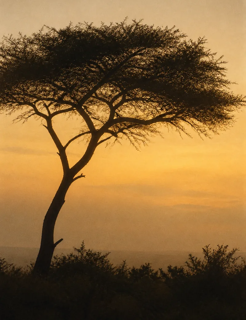 An acacia in silhouette against an amber dusk.