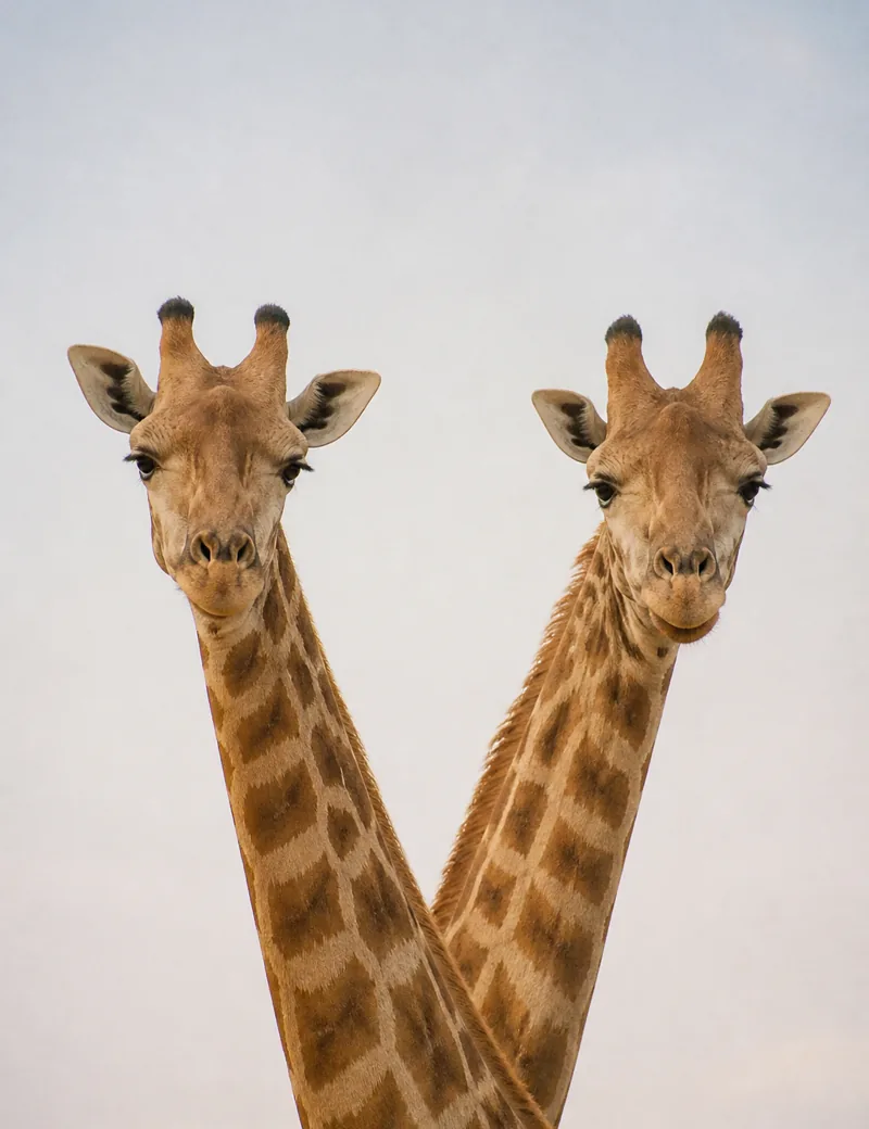 Two giraffes leaning towards each other on the savannah.