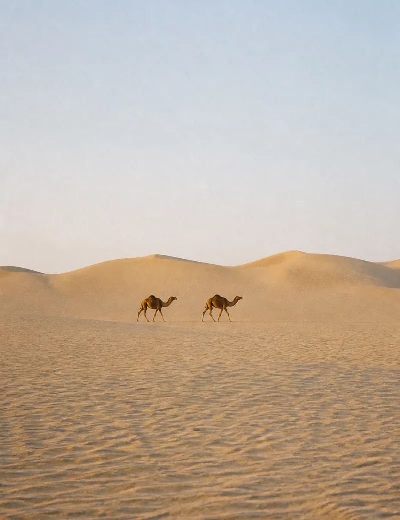 Two camels walking a line of sand under an open sky.