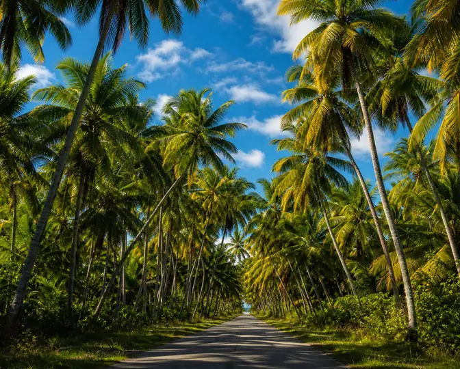 A sunlit road running through a dense grove of coconut palms