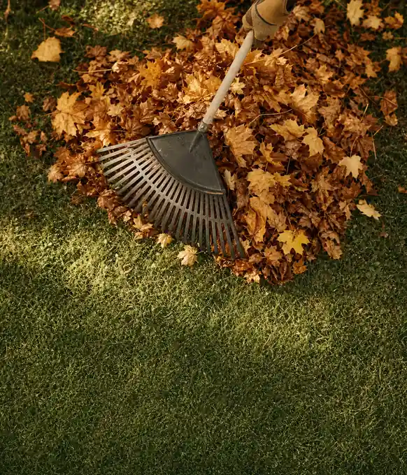 Rake gathering autumn leaves on a lawn