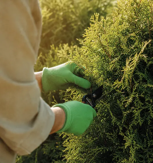 Gloved hands pruning a shrub